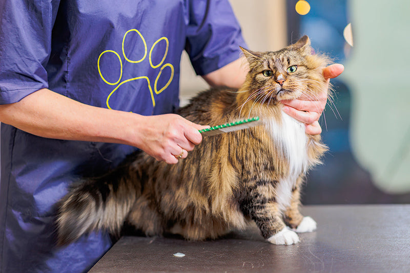 The Complete Guide to Cat Grooming: Keep Your Kitty Clean, Healthy & Happy