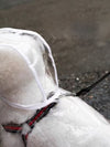 Transparent Dog Raincoat with Hood