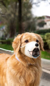 Adjustable Dog Muzzle Mask